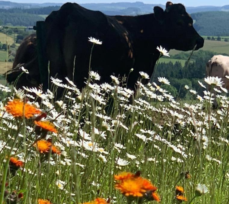 Urlaub Mit Hund Auf Dem Bauernhof Hofswald Apartamento Euscheid Exterior foto