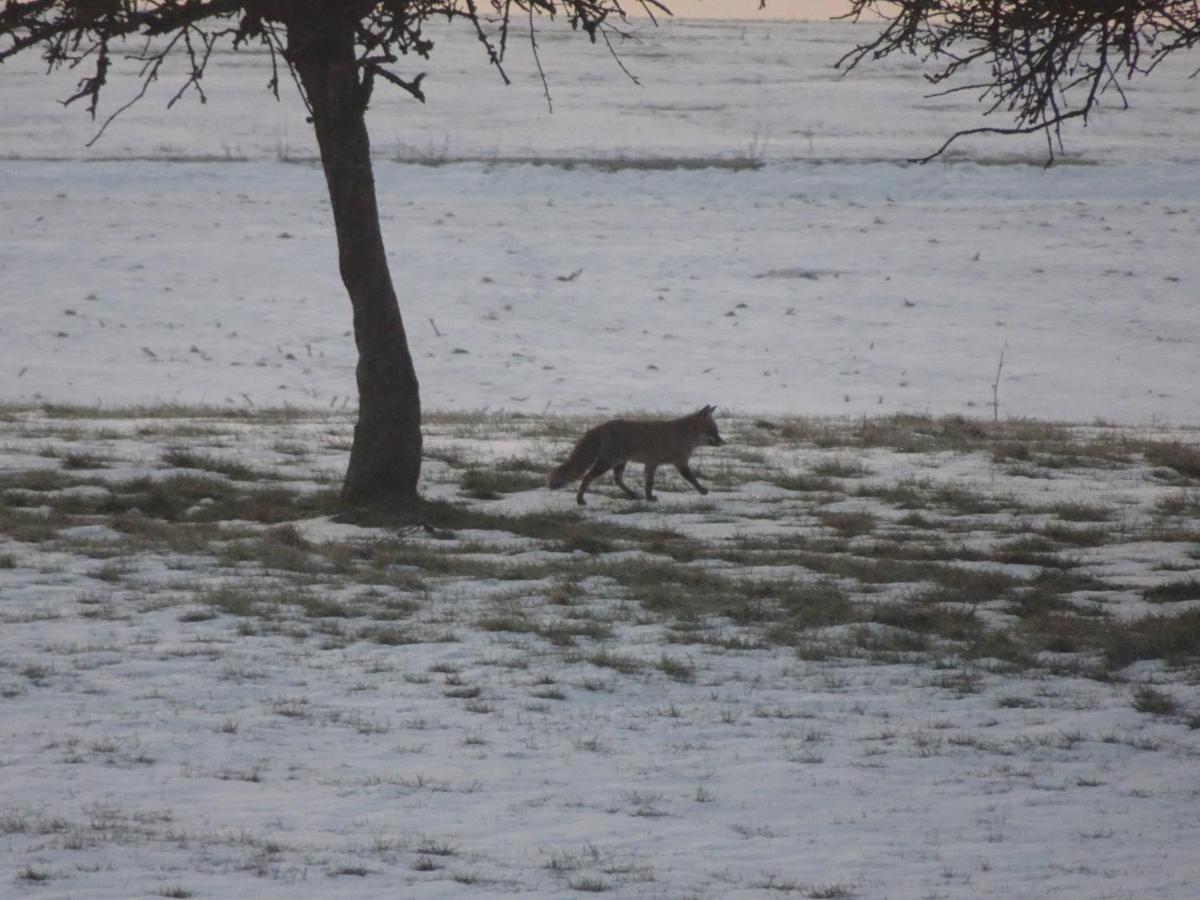 Urlaub Mit Hund Auf Dem Bauernhof Hofswald Apartamento Euscheid Exterior foto