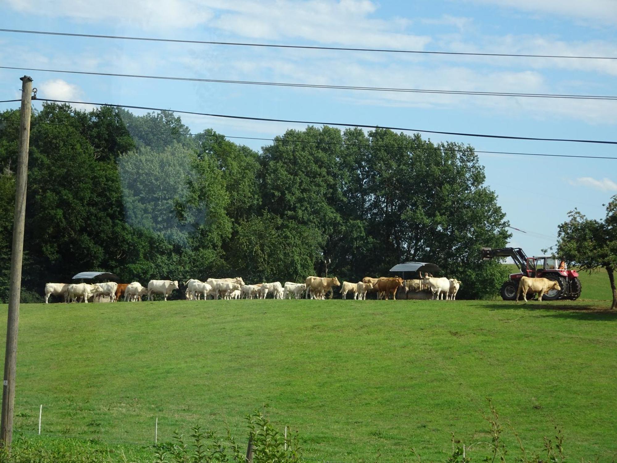 Urlaub Mit Hund Auf Dem Bauernhof Hofswald Euscheid Exterior foto