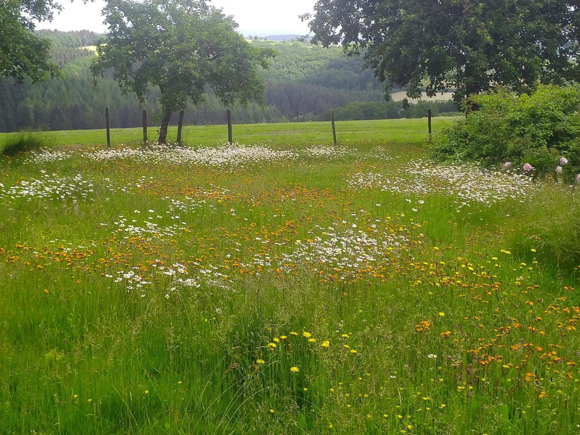 Urlaub Mit Hund Auf Dem Bauernhof Hofswald Euscheid Exterior foto
