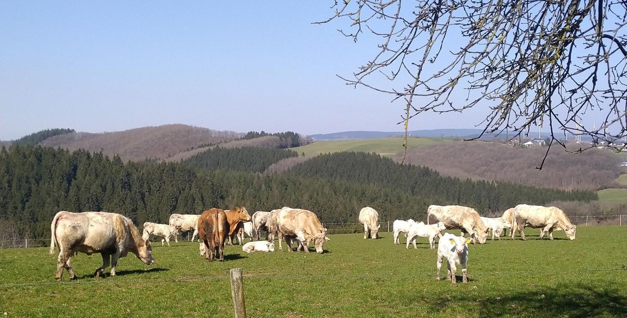 Urlaub Mit Hund Auf Dem Bauernhof Hofswald Euscheid Exterior foto