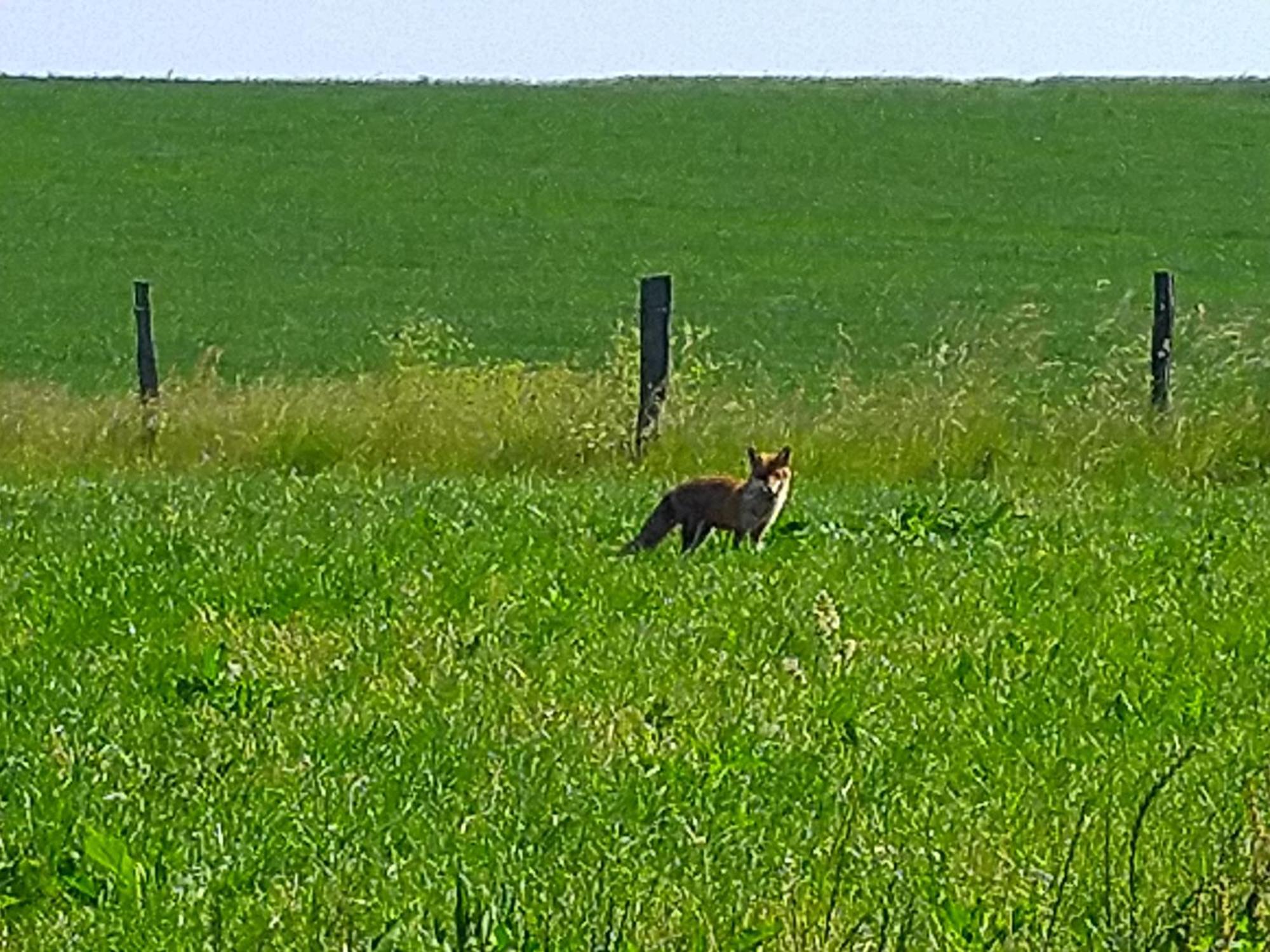 Urlaub Mit Hund Auf Dem Bauernhof Hofswald Euscheid Exterior foto
