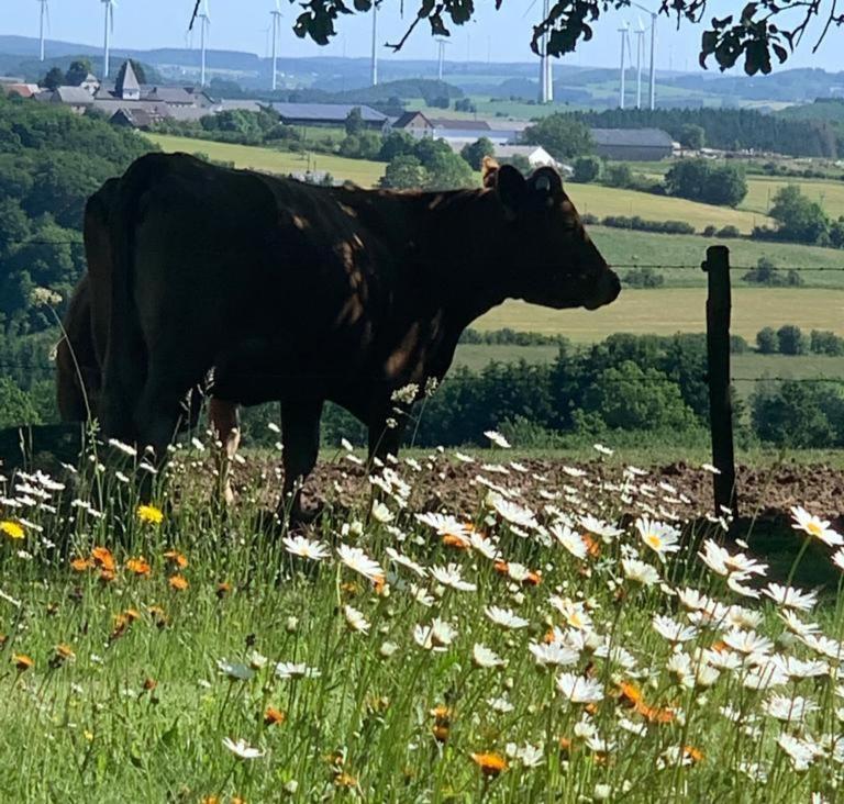Urlaub Mit Hund Auf Dem Bauernhof Hofswald Euscheid Exterior foto