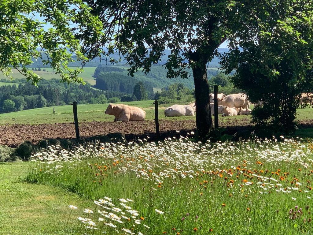 Urlaub Mit Hund Auf Dem Bauernhof Hofswald Euscheid Exterior foto
