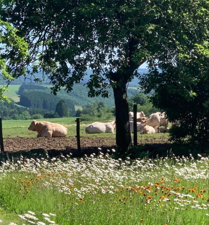 Urlaub Mit Hund Auf Dem Bauernhof Hofswald Euscheid Exterior foto