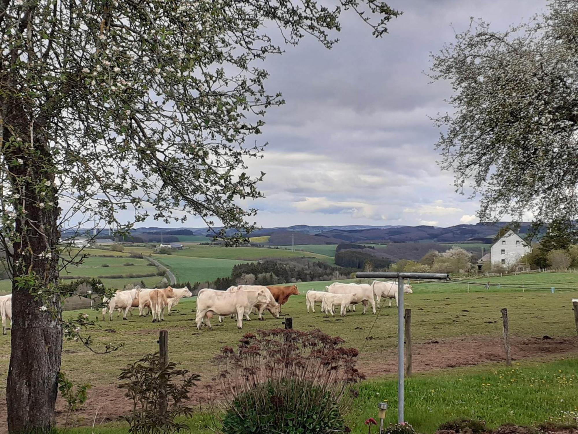 Urlaub Mit Hund Auf Dem Bauernhof Hofswald Euscheid Exterior foto