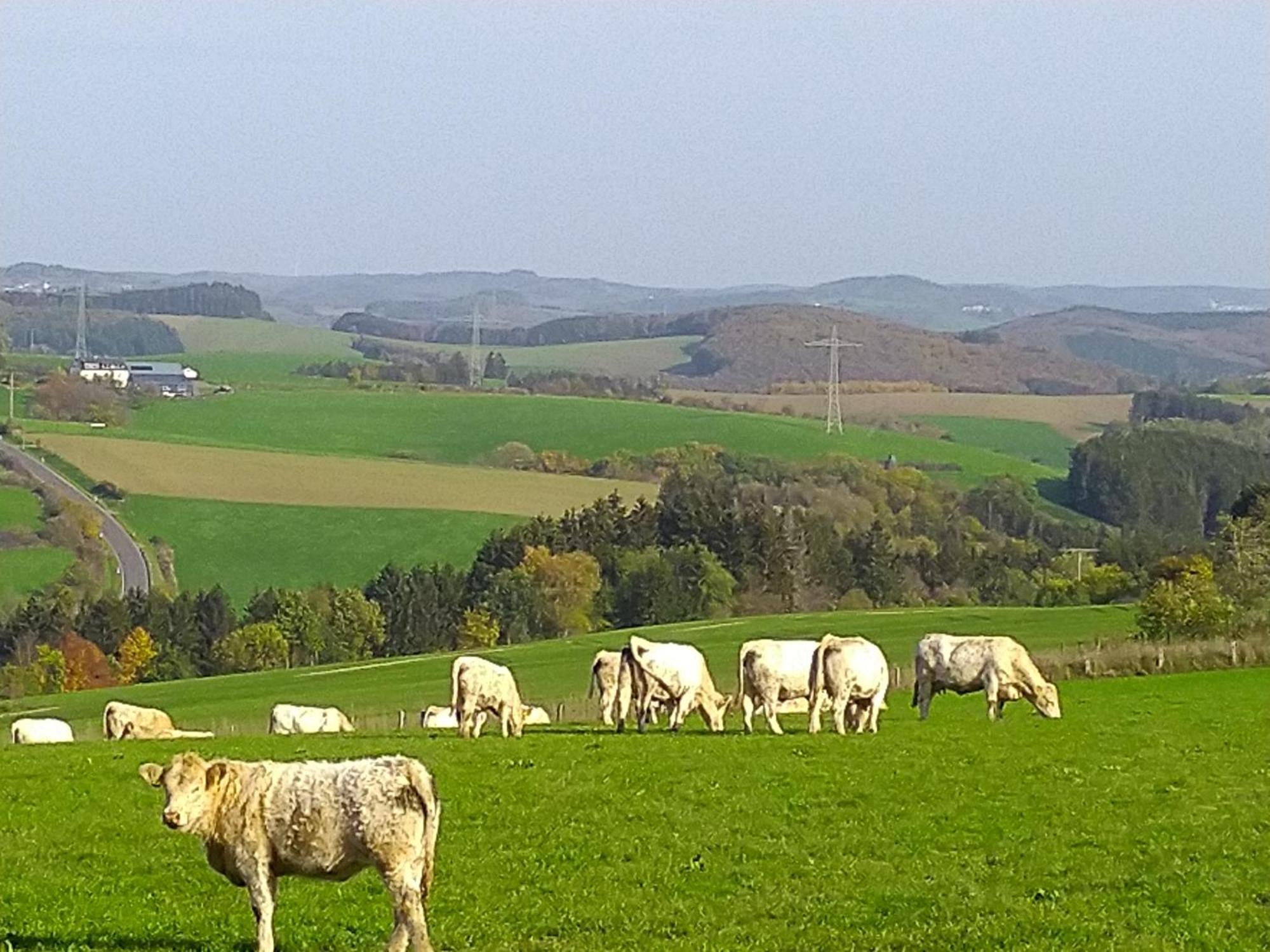 Urlaub Mit Hund Auf Dem Bauernhof Hofswald Euscheid Exterior foto