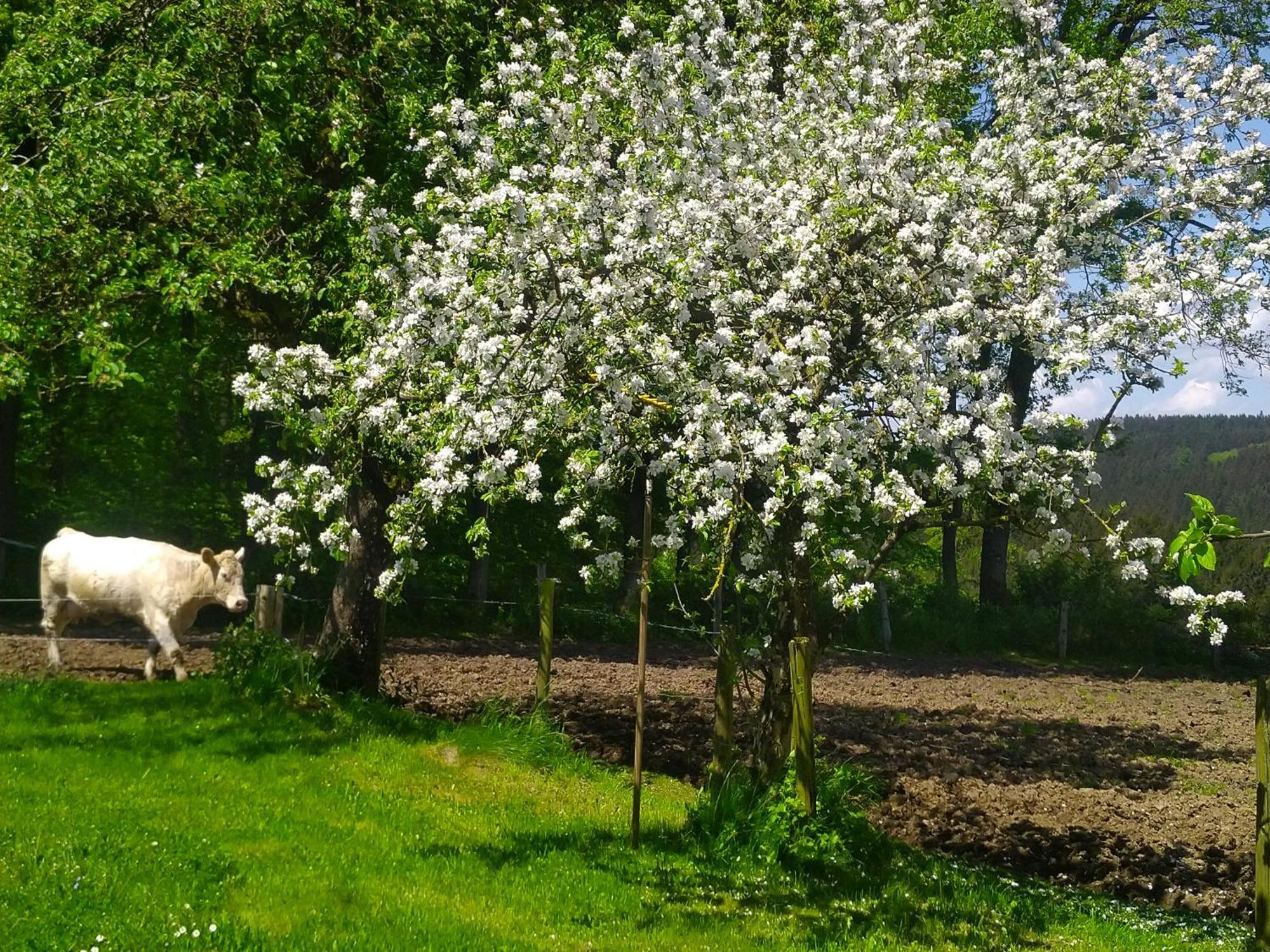 Urlaub Mit Hund Auf Dem Bauernhof Hofswald Euscheid Exterior foto